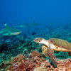 Turtle and Shark STAREDOWN